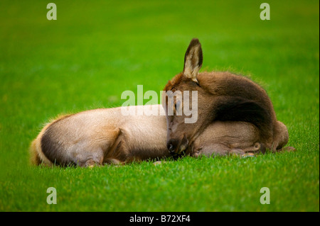 Ein Elchkalb ruht auf dem grünen Rasen im Yellowstone National Park. Stockfoto