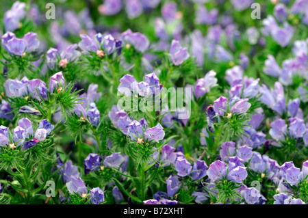 Echium Vulgare "Blue Bedder" Boraginaceae Viper Bugloss winterhart jährliche Blume Stockfoto