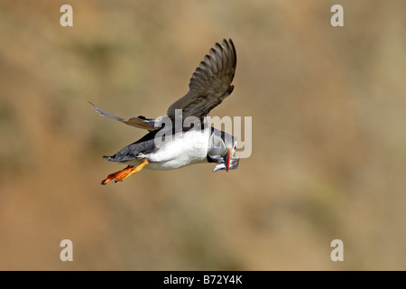 Papageitaucher auf Skomer fliegen Stockfoto