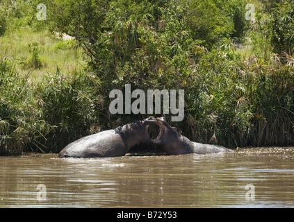 Nilpferd, die Kämpfe in der Masai Mara in Kenia Stockfoto