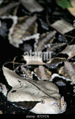 Nahaufnahme einer Gabun Viper Stockfoto