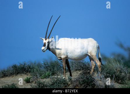 Arabische Oryx, Bahrain, arabischen Golf Stockfoto