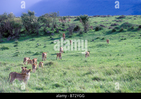Pride of Lions zu Fuß entfernt von der Kamera, Masai Mara Nationalpark, Kenia Stockfoto