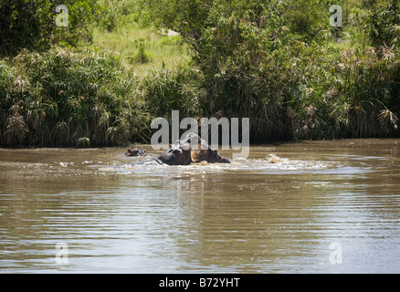 Nilpferd, die Kämpfe in der Masai Mara in Kenia Stockfoto