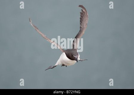 Gemeinsamen Guillemot im Flug Stockfoto