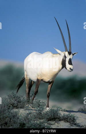 Arabische Oryx, Bahrain, arabischen Golf Stockfoto