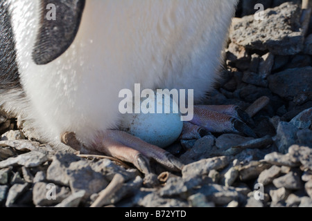 Adelie Penguin (Pygoscelis Adeliae) nisten Ei Paulet Insel Antarktis Stockfoto