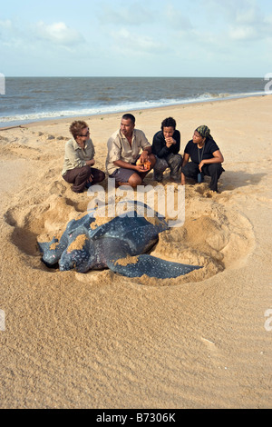 Suriname, Matapica National Park. Lederschildkröte Eiablage. (Dermochelys Coriacea). Lokale Führer erklärt Touristen. Stockfoto