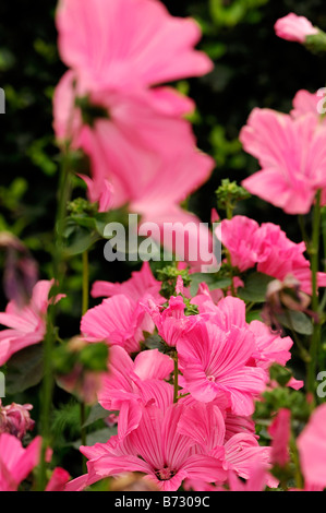 Lavatera Novelle stieg half-hardy jährlichen Topf Beetpflanze Blume frühe Blüte Stockfoto