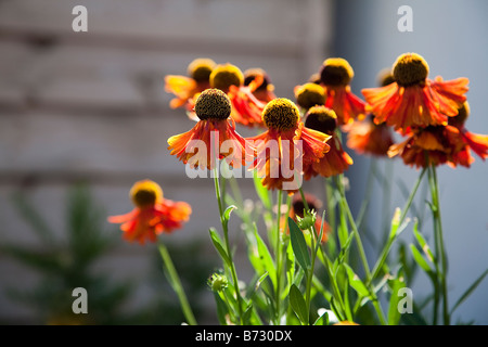 Helenium Moerheim Beauty Stockfoto