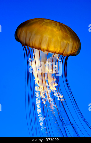 Pazifischen Meer Brennnessel Quallen Monterey Bay Aquarium, California. Stockfoto