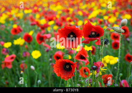 Mohn und Mais Ringelblumen West Pentire cornwall Stockfoto
