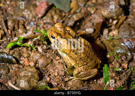 Suriname, Brownsweg, Brownsberg Nationalpark. Art der Kröte. Stockfoto