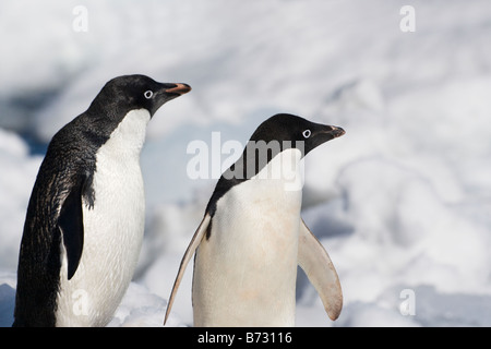 Adelie-Pinguine (Pygoscelis Adeliae) auf dem Eis der Antarktis Paulet Insel Stockfoto