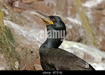 Nahaufnahme des Shag (Phalacrocorax Aristotelis). Stockfoto