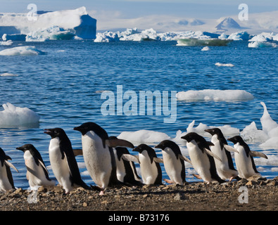 Adelie-Pinguine (Pygoscelis Adeliae) am Strand Teufel Insel Antarktis Stockfoto