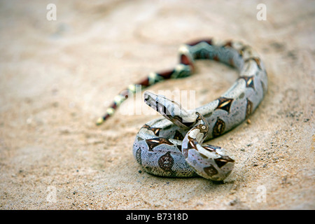 Suriname, Laduani, am Ufer des Flusses Boven Suriname. Boa Constrictor. (Boa Constrictor Constrictor). Stockfoto