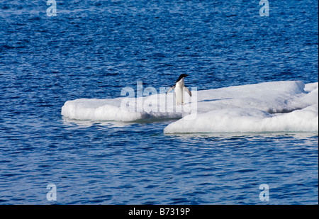 Adelie Penguin (Pygoscelis Adeliae) auf dem Eis der Antarktis Teufel Insel Stockfoto