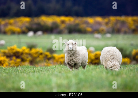 Neuseeland, Südinsel, Kingston in der Nähe von Queenstown. Schaf. Stockfoto