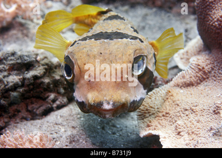 Black blotched Igelfischen Diodon Liturosus schwimmen auf Korallenriff im Laufe des Tages Stockfoto