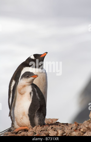 Gentoo Penguins (Pygoscelis Papua) Mutter mit Küken Neko Harbor Antarktis Stockfoto