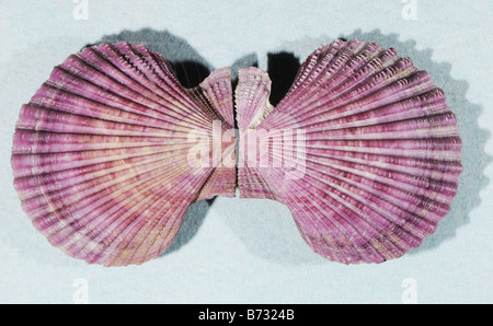 Lackierte Jakobsmuschel Chlamys bekleidet Nobilis Familie Kammmuscheln aus Japan Stockfoto