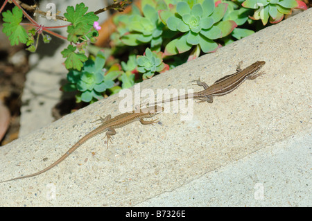 Paar von Mauereidechsen Sonnenbaden, Spanien Stockfoto