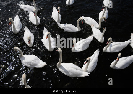 Herde von weißen Schwänen auf der Great Ouse Fluss in St. Ives, England Stockfoto