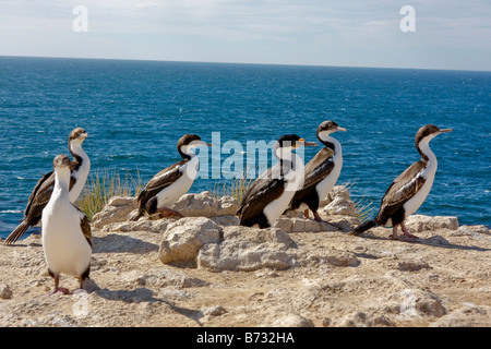 König Kormoran Imperial Shag Phalacrocorax atriceps Stockfoto