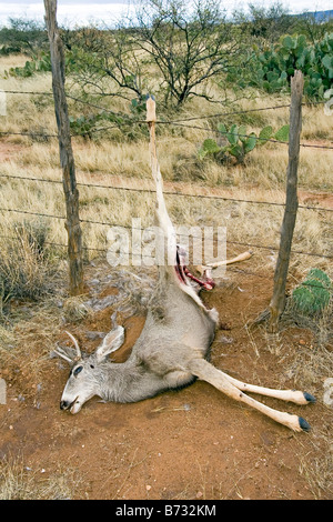 Mule Deer Odocoileus Hemionus Catalina Arizona USA 16 Dezember erste Jahr männlichen Hirschartigen Stockfoto