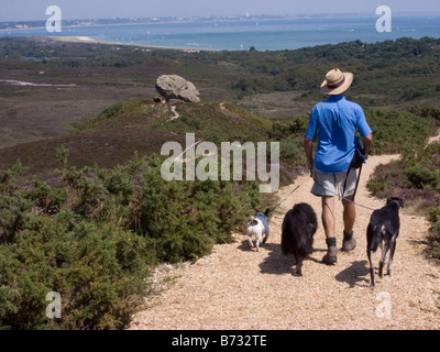 ein Walker auf Godlingston Heath Wandern mit Hunden in Richtung Agglestone Rock Studland Purbeck Dorset Stockfoto