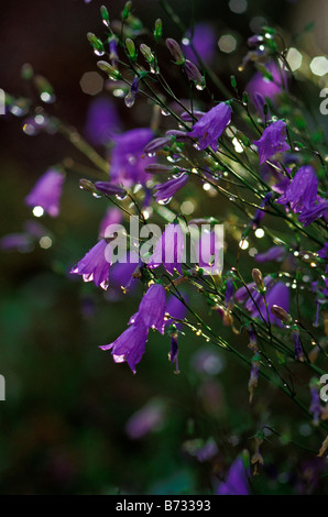 Morgen Regentropfen auf Glockenblumen (Campanula Rotundifolia) Steamboat Springs, Colorado USA Stockfoto