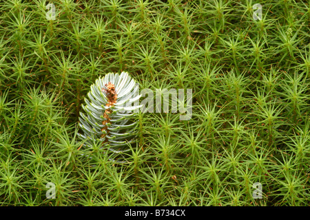 Gemeinsamen Haircap moss Polytrichum Kommune mit Sitka Fichte Blatt Picea Sitchensis abstrakt Stockfoto