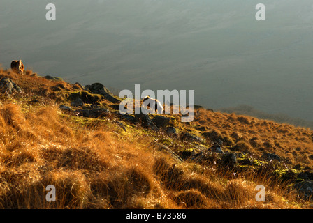 Späten Nachmittag Winter Sonnenlicht am schwarzen Tor über West Okement Fluss in den Dartmoor National Park Stockfoto