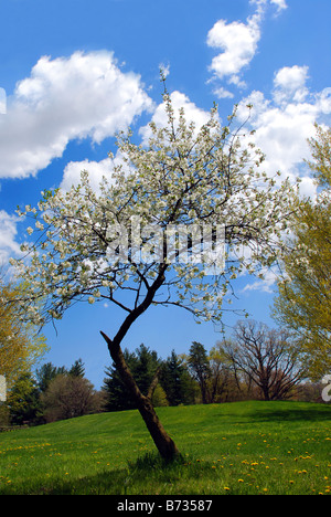 Obstgarten einzelner Baum in Blüte Stockfoto