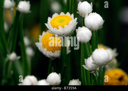 Ammobium Alatum "Bikini" geflügelte ewigen weißen und gelben kleinen runden dünnen schmalen Stiel Stiel Blütenstruktur Stockfoto