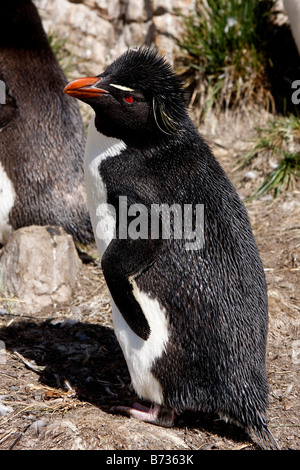 Rock-Trichter-Pinguin-Kolonie Pebble Island Falkland-Inseln Stockfoto