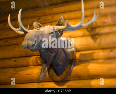 Ein Elch Kopf an der Wand einer Lodge in Banff, Kanada Stockfoto