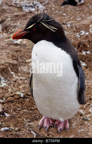 Rock-Trichter-Pinguin-Kolonie Pebble Island Falkland-Inseln Stockfoto