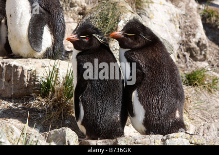 Rock-Trichter-Pinguin-Kolonie Pebble Island Falkland-Inseln Stockfoto