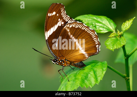 Gemeinsame Eggfly Schmetterling, Blue Moon Butterfly, Hypolimnas bolina Stockfoto