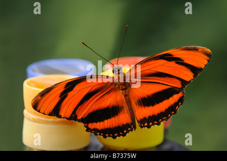 Gebänderten Orange Tiger Schmetterling, Dryadula Phaetusa, bei einem Schmetterling-feeder Stockfoto