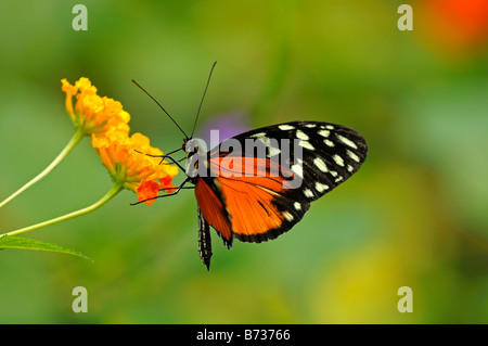 Tiger Longwing Schmetterling, Heliconius Aigeus Stockfoto