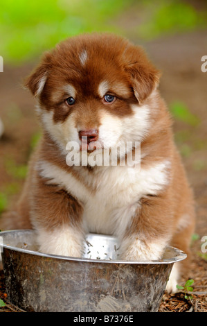 Hundstage, ein Schwitzen Grönlandhund Welpen Coolig Schüssel seine Pfoten im Wasser an einem heißen Sommertag Stockfoto