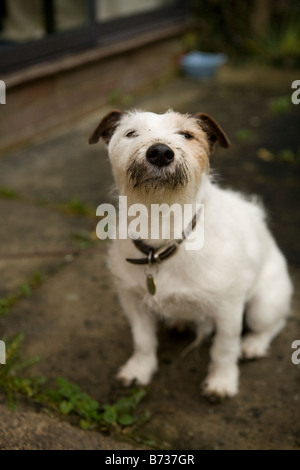 Jack Russell Terrier suchen Belligerant mit einem schmutzigen Gesicht nach graben im Garten Stockfoto