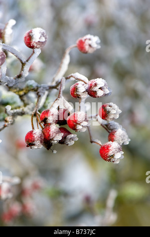 Weißdornbeeren (Crataegus Monogyna) mit Raureif bedeckt Stockfoto