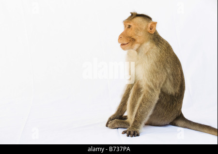 Macaca Radiata. Bonnet macaque Affen auf weißen Blatt. Indien Stockfoto