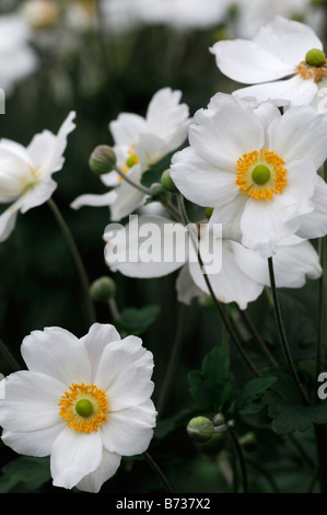 Anemone Hybrida 'Honorine Jobert' weiße Blume Blüte Blüte mehrjährige Spätsommer Frühherbst Stockfoto