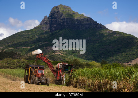 Ernte von Zuckerrohr auf einem Bauernhof, einem Traktor mit Anhänger und Mähdrescher auf Mauritius Stockfoto