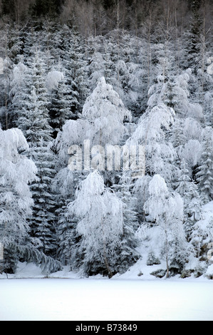 Schnee und Frost bedeckt Bäume im Winter Szene in der Dämmerung in der Nähe von Oslo Norwegen Stockfoto